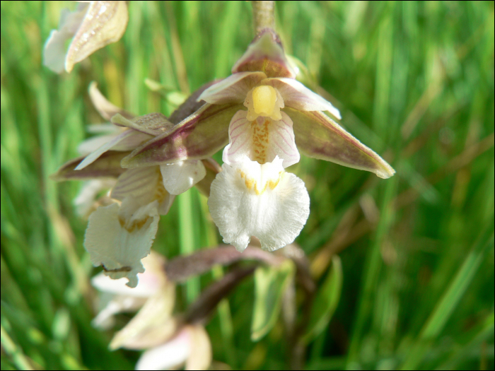 Epipactis palustris