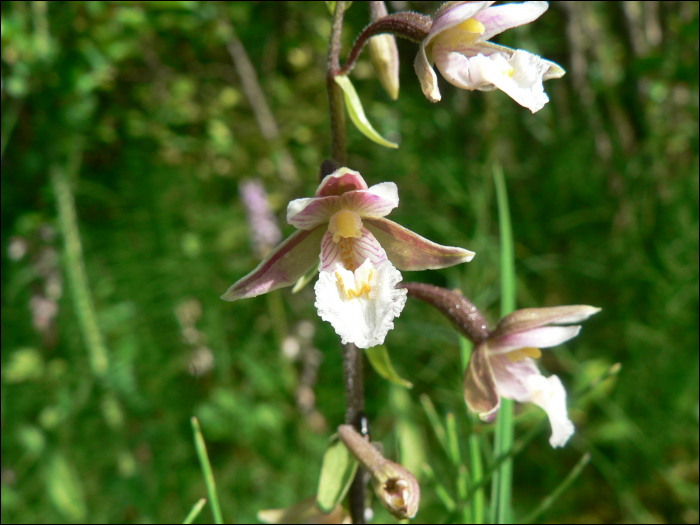 Epipactis palustris