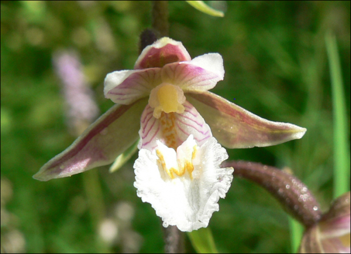 Epipactis palustris