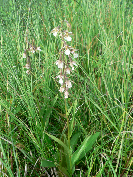 Epipactis palustris