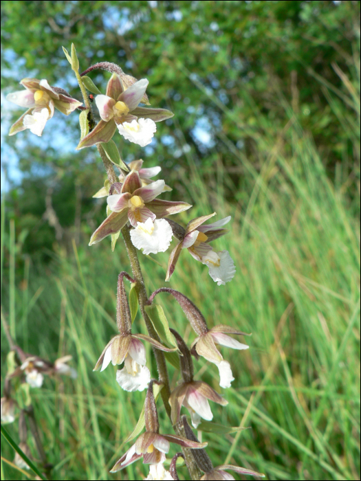 Epipactis palustris