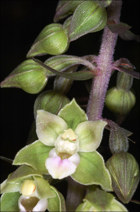 Epipactis purpurata