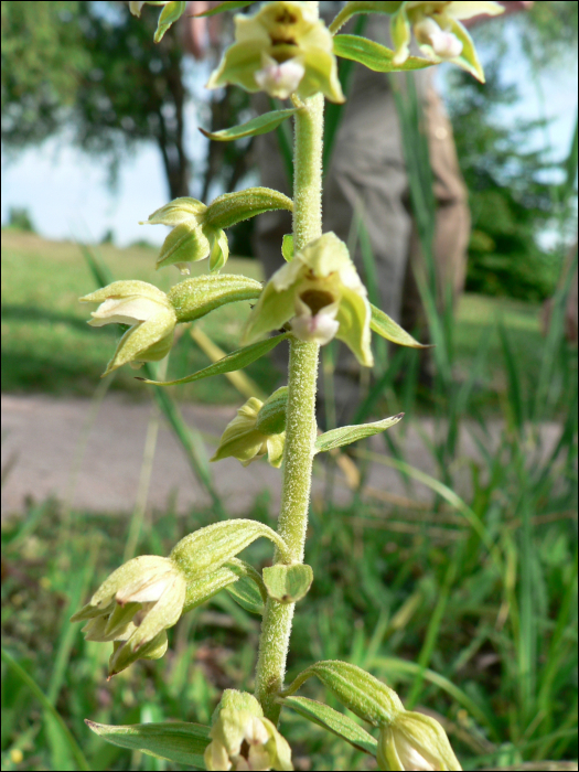 Epipactis rhodanensis