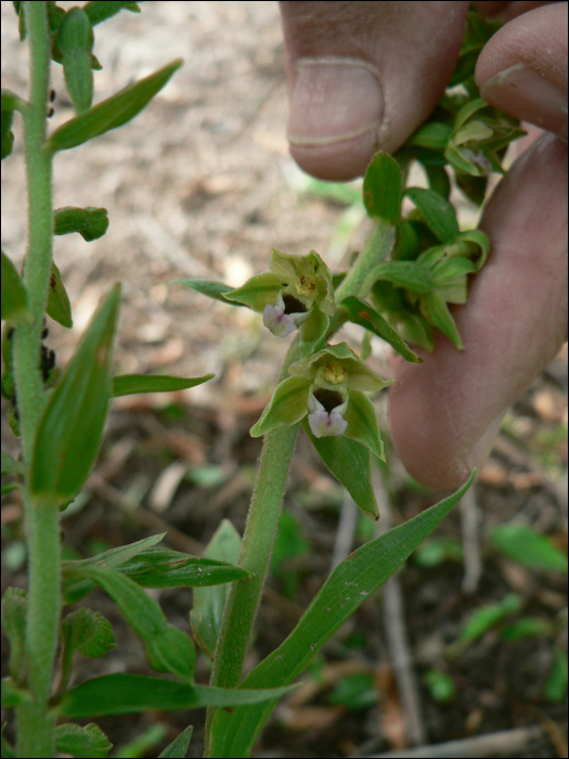 Epipactis rhodanensis