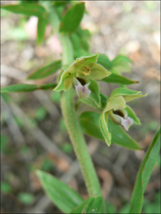 Epipactis rhodanensis