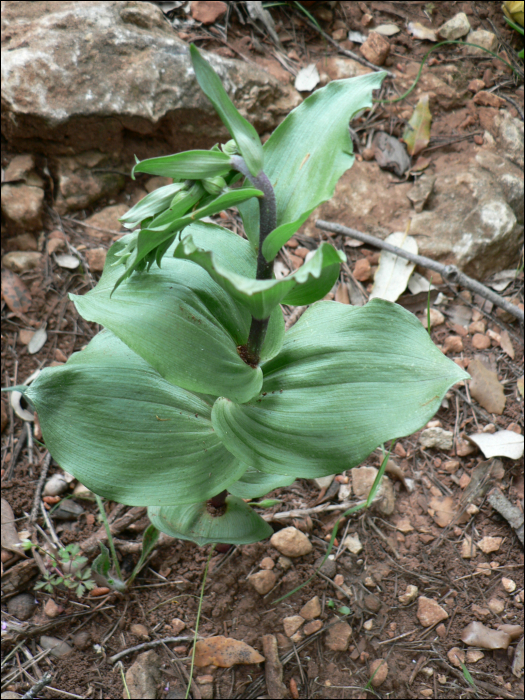 Epipactis tremolsii