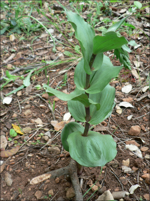 Epipactis tremolsii