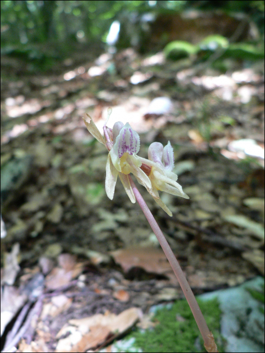 Epipogium aphyllum