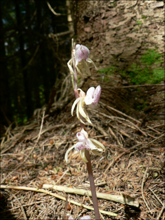 Epipogium aphyllum