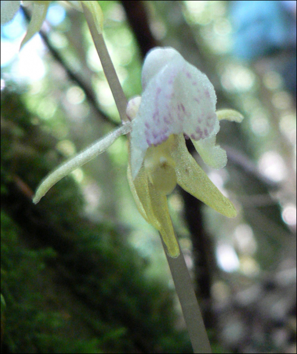 Epipogium aphyllum