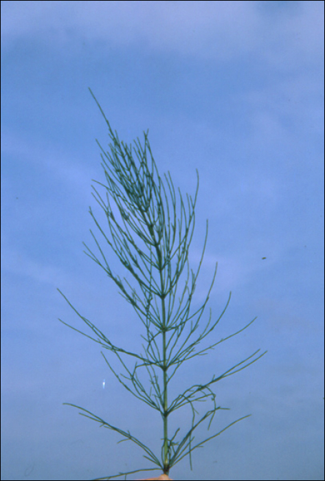 Equisetum arvense L.