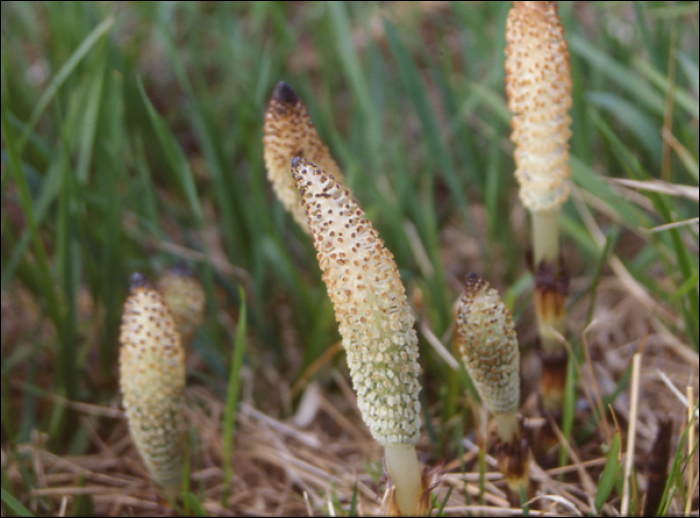 Equisetum arvense L.