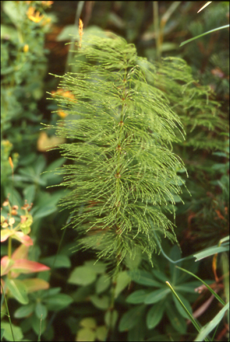 Equisetum sylvaticum L.