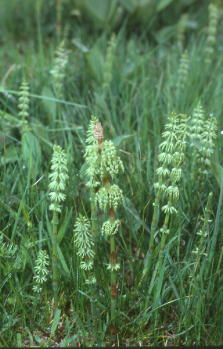 Equisetum sylvaticum L.