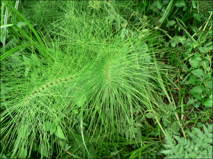 Equisetum telmateia