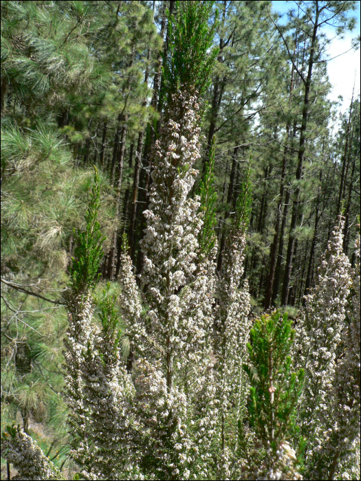 Erica arborea