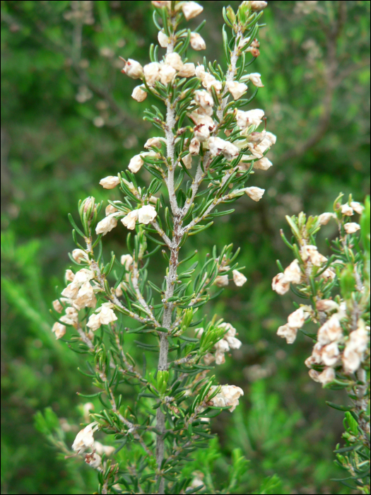 Erica arborea