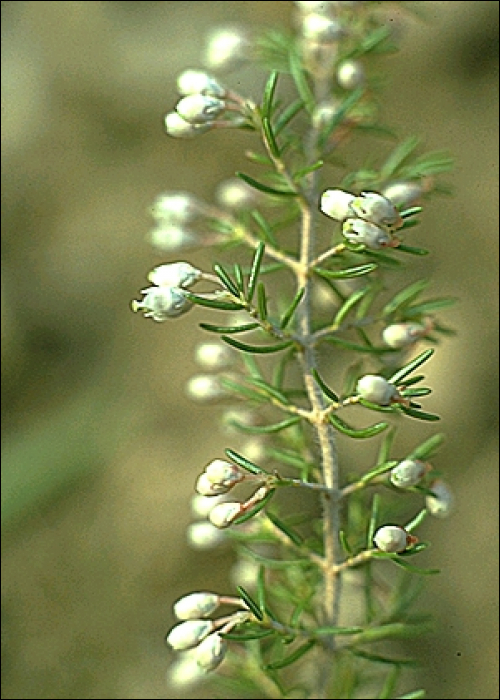 Erica cinerea L.