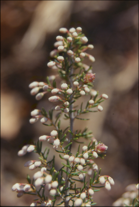 Erica cinerea L.