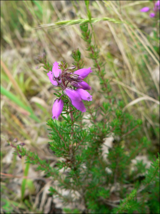 Erica cinerea L.