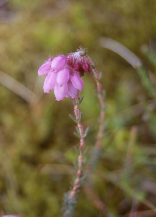 Erica tetralix L.