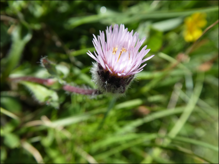 Erigeron alpinus L.