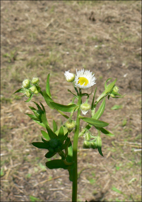 Erigeron annuus