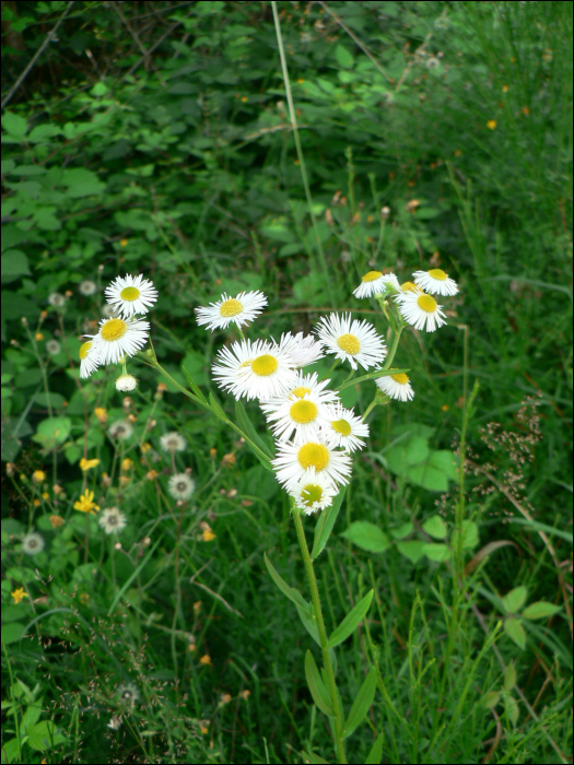 Erigeron annuus