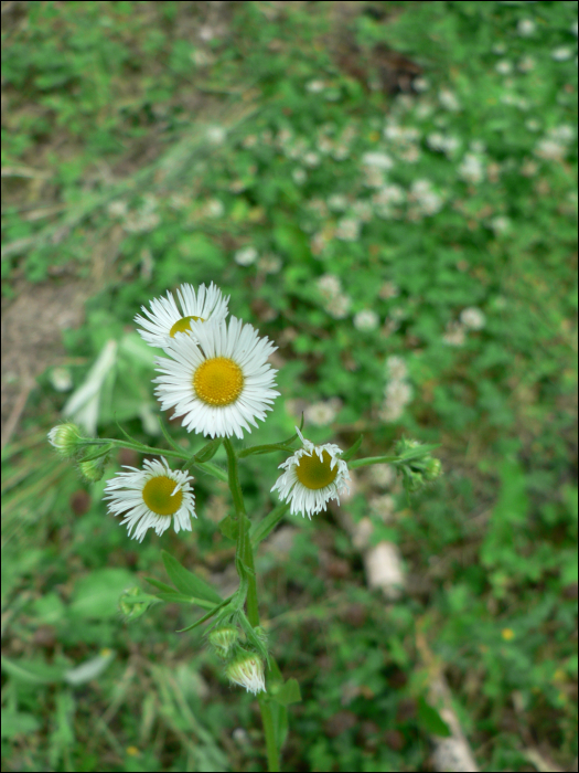 Erigeron annuus