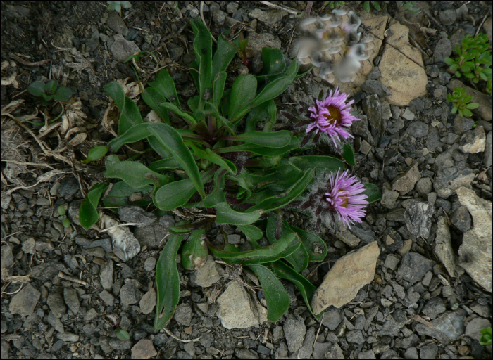 Erigeron uniflorus