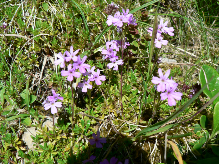 Erinus alpinus L.