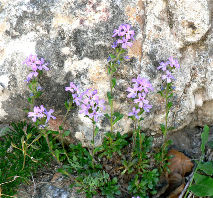 Erinus alpinus L.