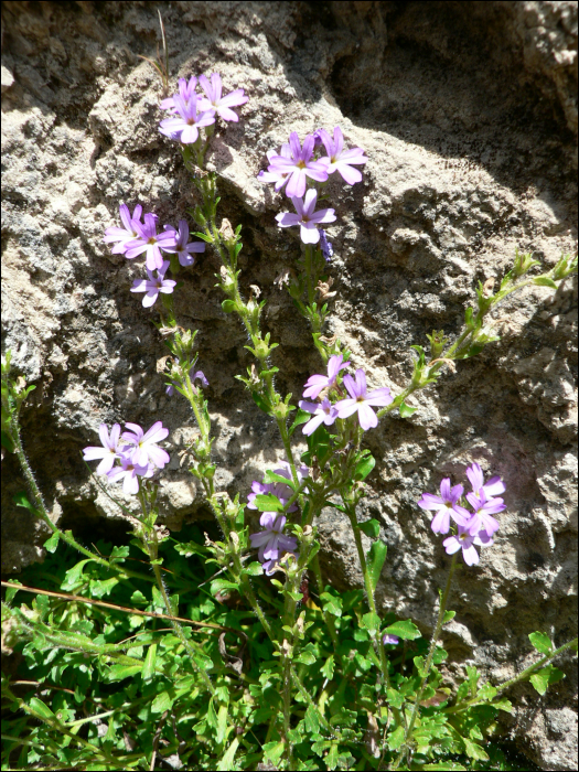 Erinus alpinus L.