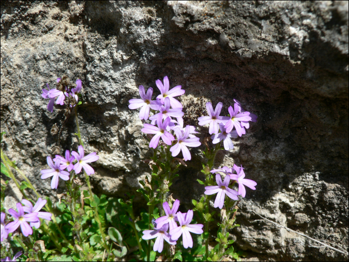 Erinus alpinus L.