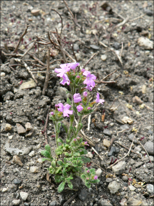 Erinus alpinus L.