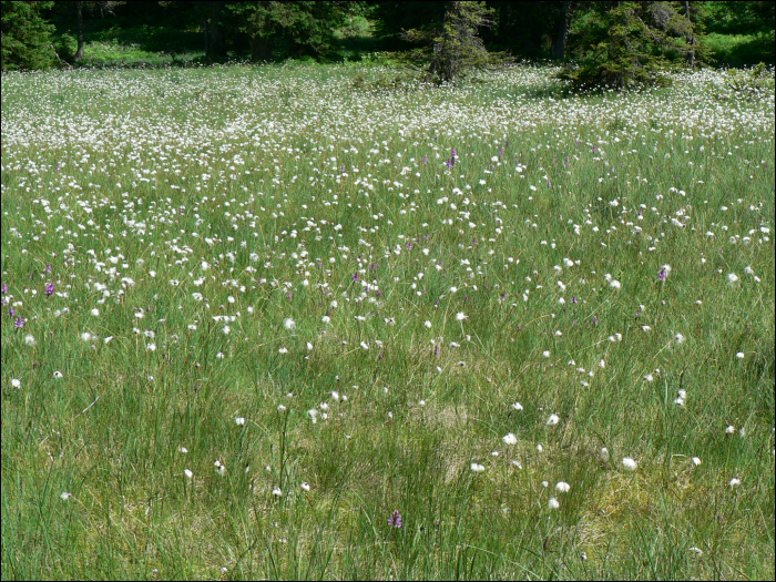 Eriophorum angustifolium Honck.