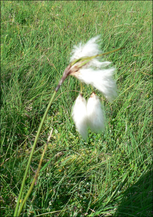 Eriophorum angustifolium Honck.