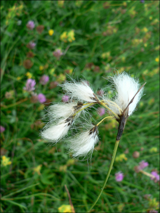 Eriophorum angustifolium Honck.