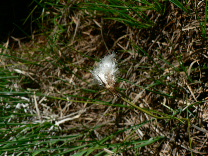 Eriophorum scheuchzeri