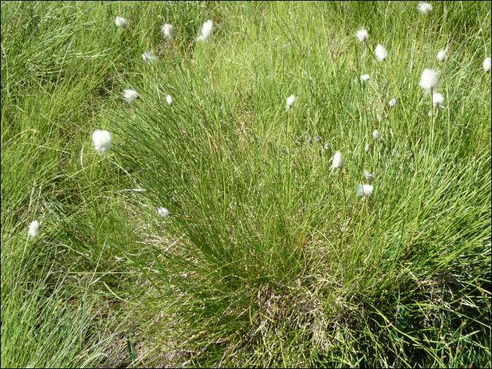 Eriophorum vaginatum