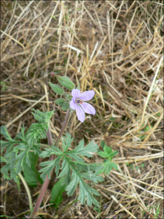 Erodium botrys