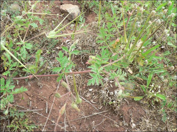 Erodium ciconium