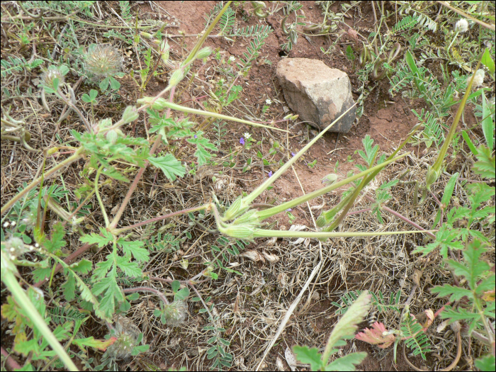 Erodium ciconium