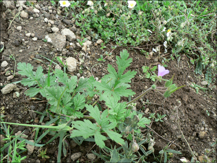 Erodium ciconium