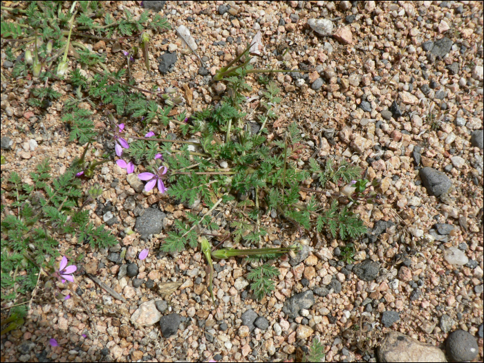 Erodium cicutarium L'Hérit.