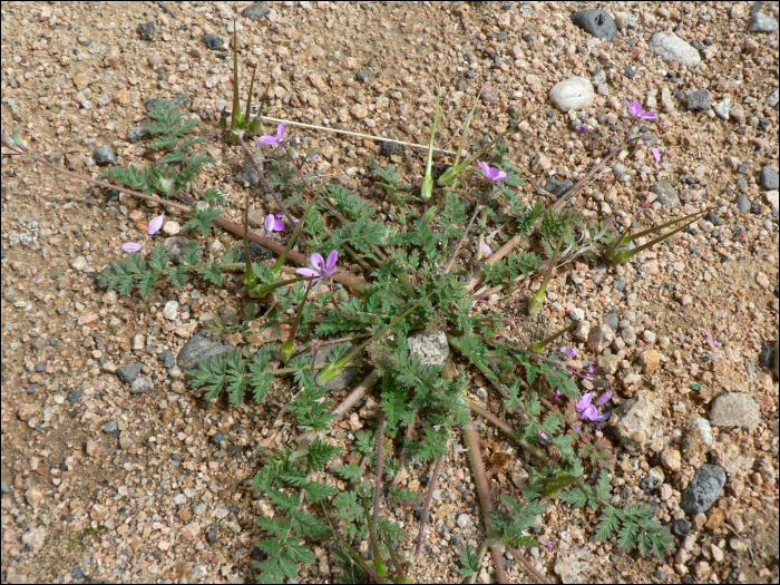 Erodium cicutarium L'Hérit.