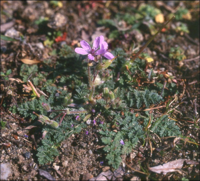 Erodium cicutarium L'Hérit.