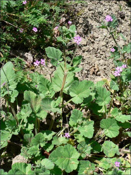 Erodium malacoïdes Willd