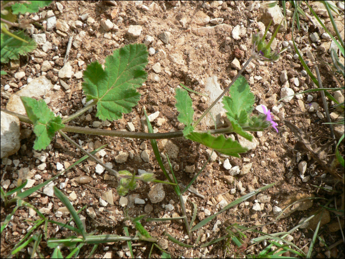 Erodium malacoïdes Willd