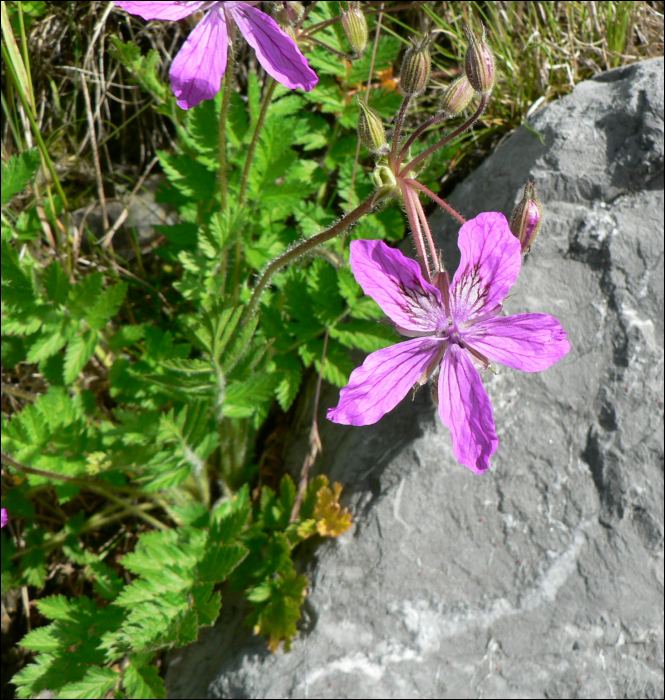 Erodium manescavi